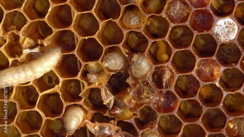 Greater wax moth larvae. Wax moth eat beeswax. Wax moth a beekeeping pest. Honeycomb moth photo