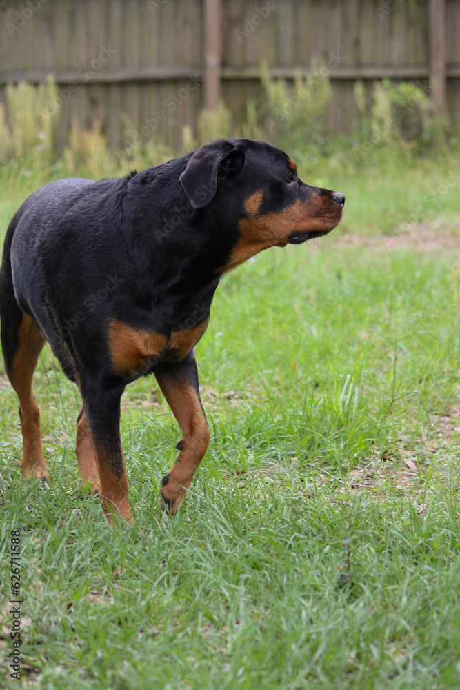 Mature female rottweiler walking forward Mature female rottweiler walking forward