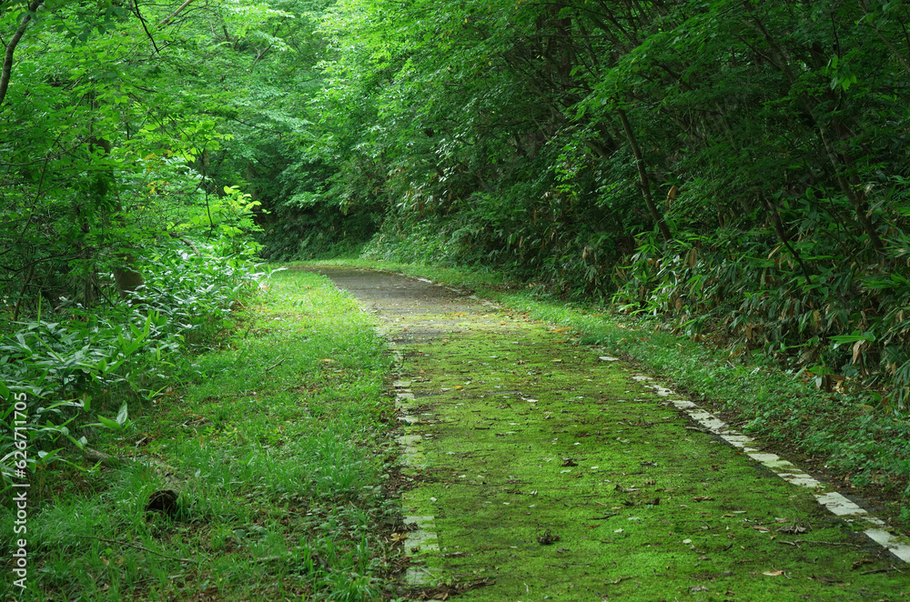 Fototapeta premium 苔の生えた遊歩道