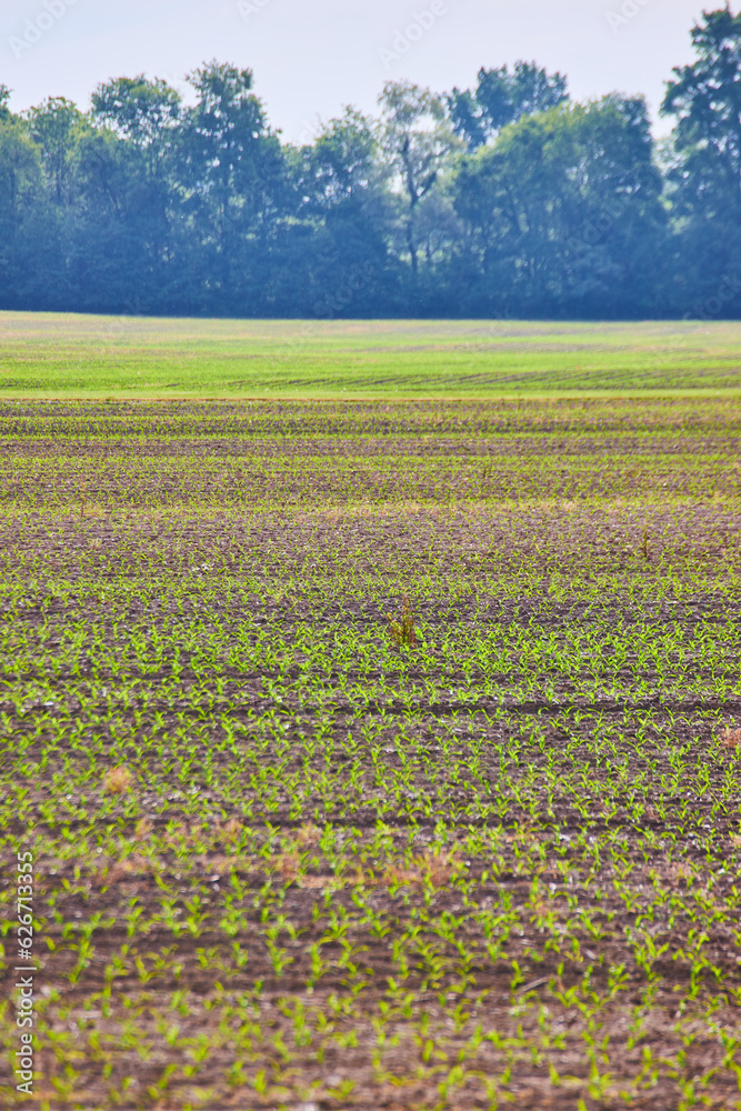 Vertical shot of farmland with young green crops growing and distant tree line