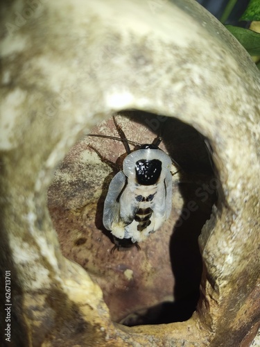 White Cockroach