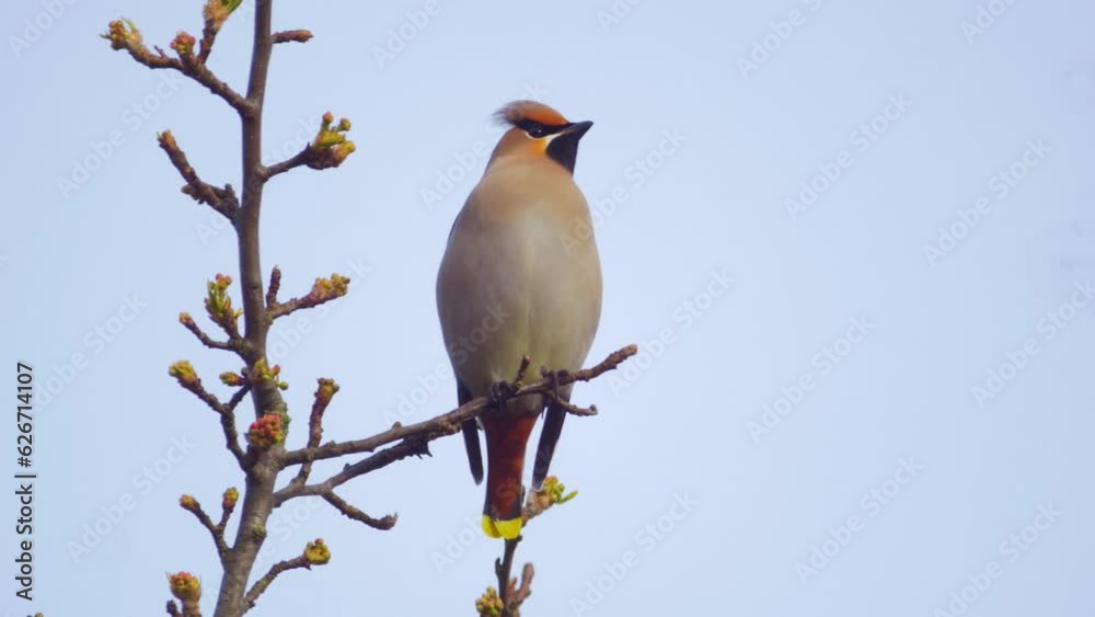 bohemian waxwing bird perched in tree, calling, takes off bohemian waxwing bird perched in tree, calling, takes off