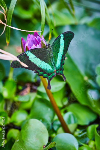 Emerald Swallowtail butterfly on purple flower with green plants and water below photo