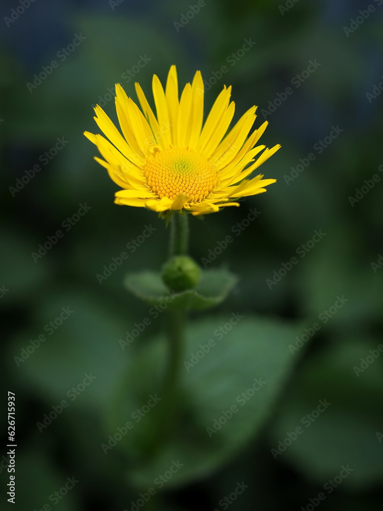 delicate bright yellow heliopsis flowers on a dark blurred background delicate bright yellow heliopsis flowers on a dark blurred background