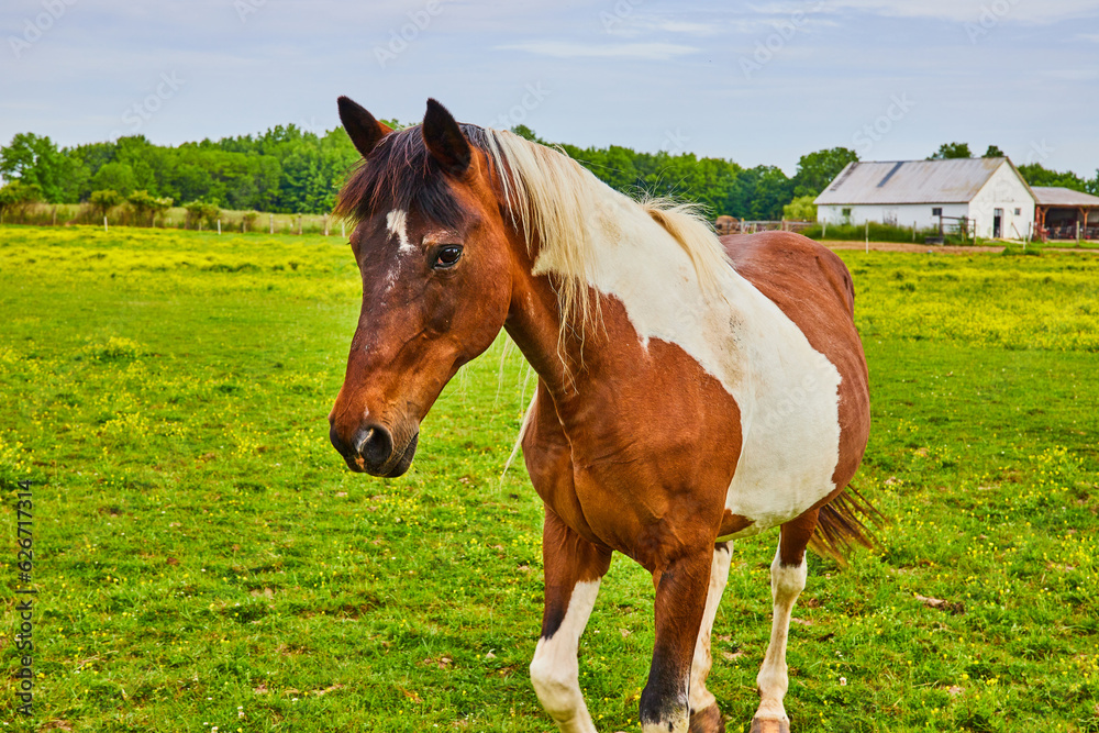 Friendly brown and white paint horse with one leg in air as it stands nearby in green and yellow field Friendly brown and white paint horse with one leg in air as it stands nearby in green and yellow field