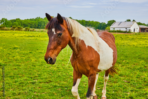 Friendly brown and white paint horse with one leg in air as it stands nearby in green and yellow field