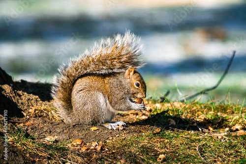 Canvastavla Brown and gray squirl sitting on the ground, eating