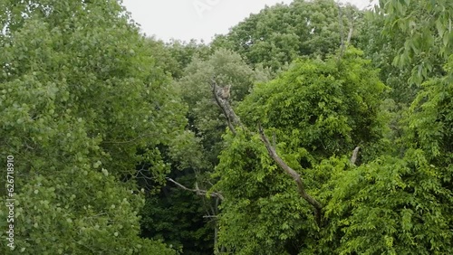 A hawk sitting perched on a branch. photo