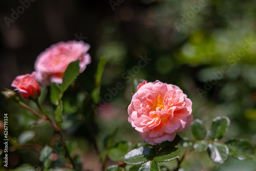 Pink Roses