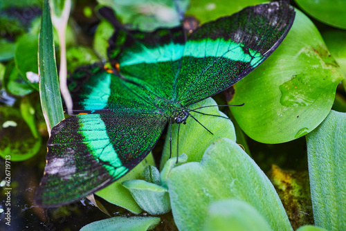 Gorgeous Emerald Swallowtail butterfly resting with wings open on water lettuce photo