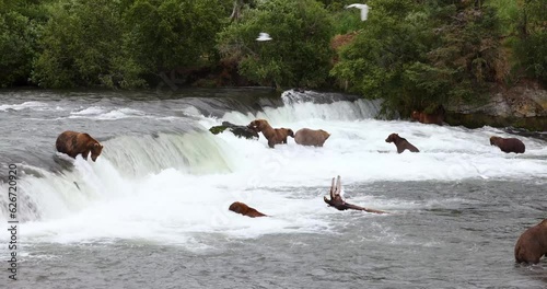 Large group of brown bears fishing in the falls at Brook Falls in the Katmai National Park in Alaska