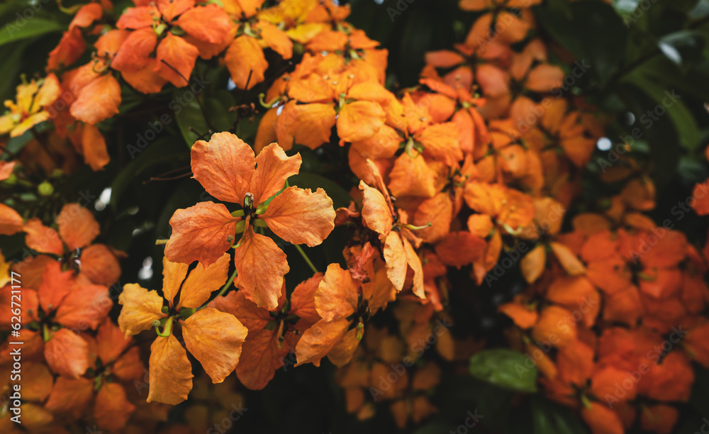 Close-up of orange flowers blooming in garden. Natural floral background. Close-up of orange flowers blooming in garden. Natural floral background.