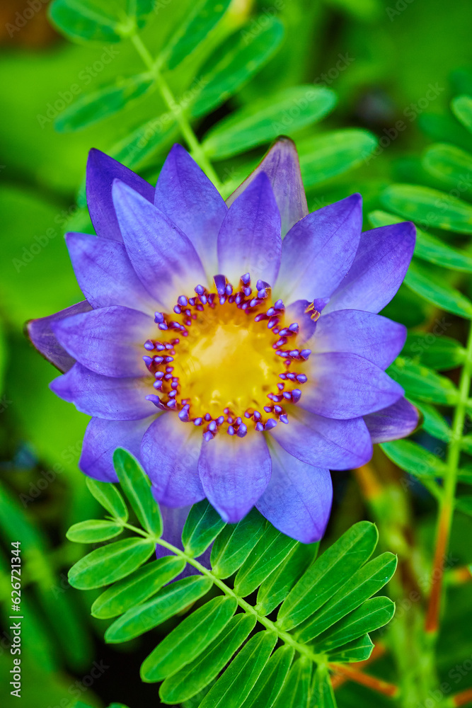 Vertical of full bloom purple and sun gold yellow Panama Pacific Waterlily framed by fern leaves Vertical of full bloom purple and sun gold yellow Panama Pacific Waterlily framed by fern leaves