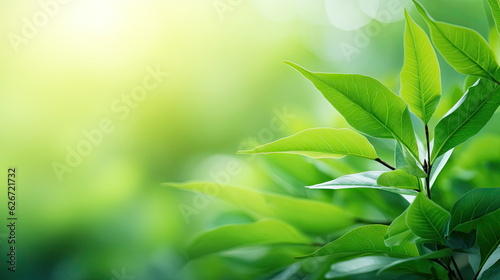 Nature of green leaf  greenery wallpaper