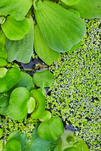 Vertical background asset of water lettuce on pond water