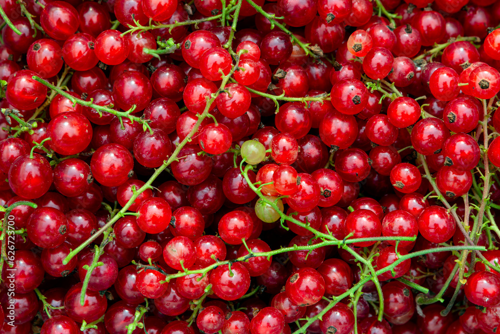 Freshly picked redcurrants background, top view, healthy nutrition Freshly picked redcurrants background, top view, healthy nutrition