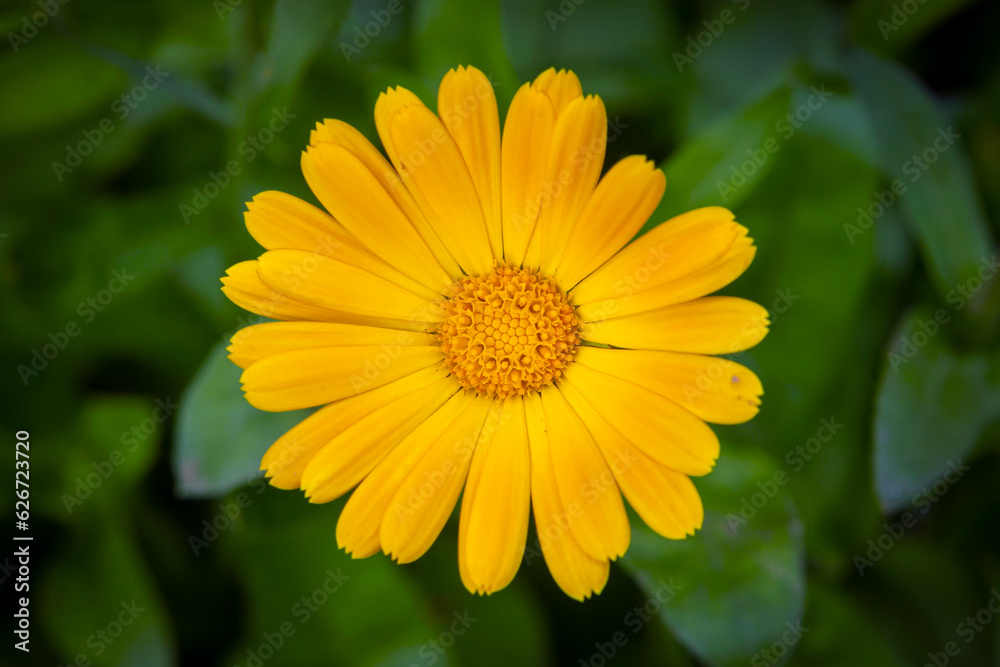 Yellow calendula flower in close-up. The concept of a medicinal plant. Yellow calendula flower in close-up. The concept of a medicinal plant.