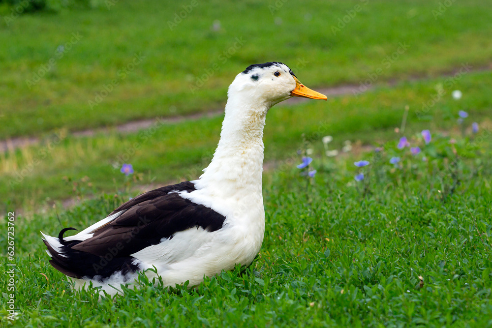 Obraz premium Portrait of a colorful duck on a background of green grass. Domestic waterfowl. 