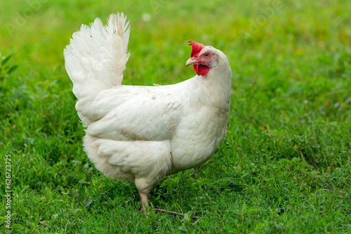 Wallpaper Mural Big organic roaming natural white and village chicken..
 Torontodigital.ca