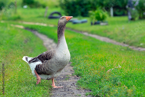 Goose running across field. Country greylag goose wandering over grass.
