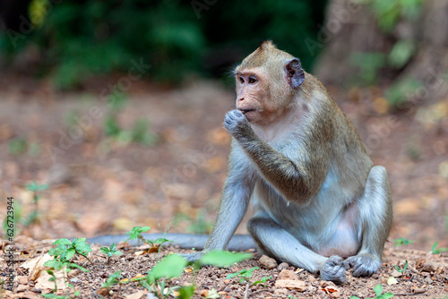 Crab-eating macaque (Macaca fascicularis), also known as the long-tailed macaque in the jungles of Cambodia.