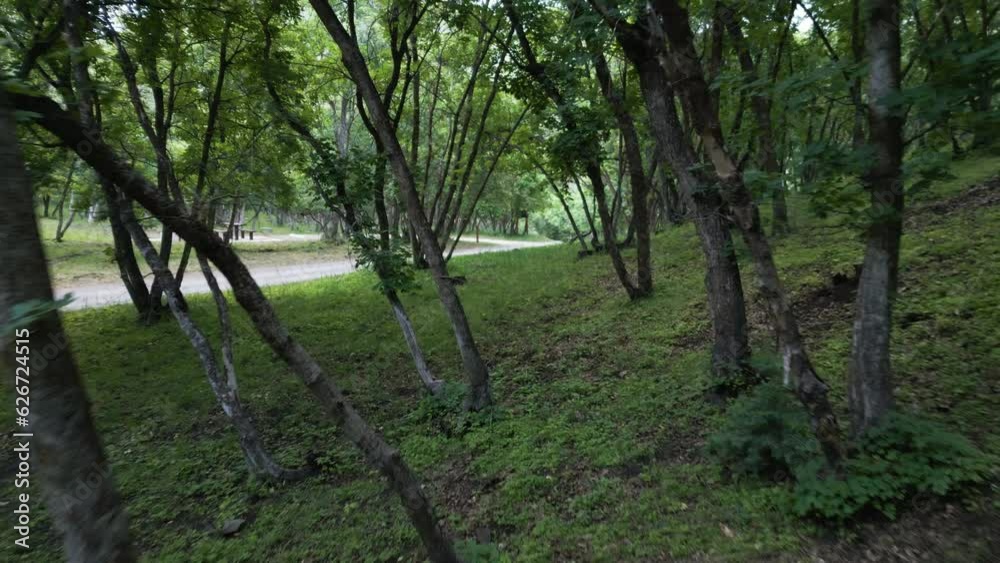 Refreshing hiking walk among lush green trees in forest,POV shot Refreshing hiking walk among lush green trees in forest,POV shot