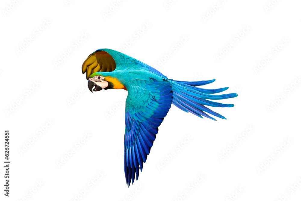 Gracefully flying parrot isolated on transparent background png file