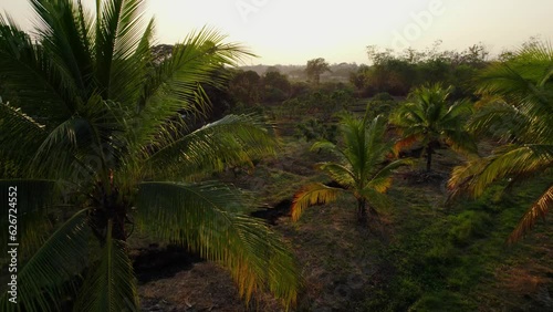 Green golden palm trees evenly growing on a field in Thailand during golden hour. Filmed from above in an arc movement showing the sunny horizon at the end. Flair cought in the middle of the shoot. photo