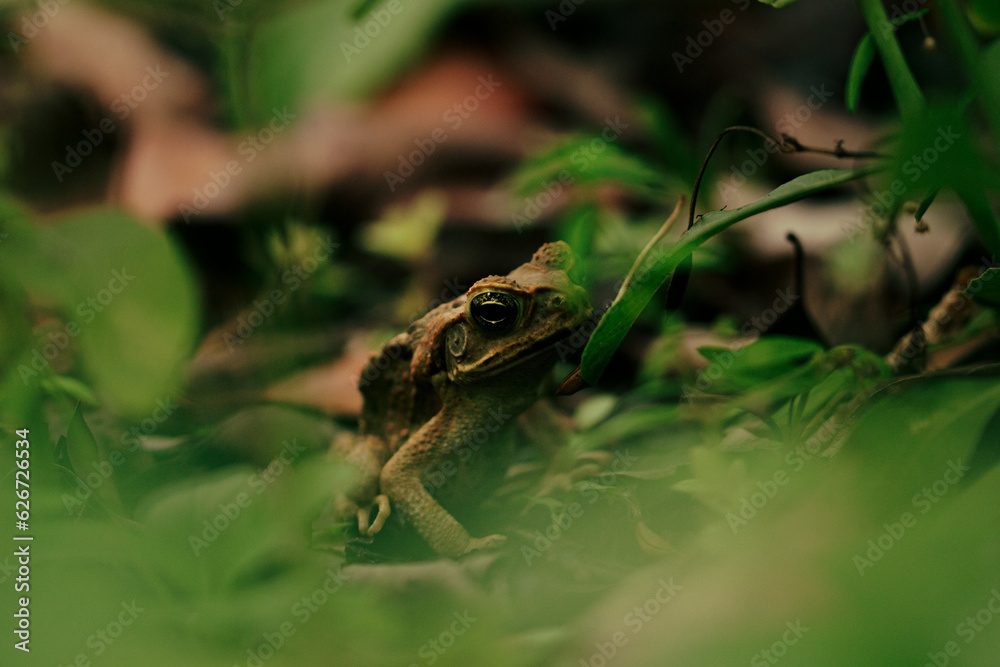 Obraz premium frog in the grass