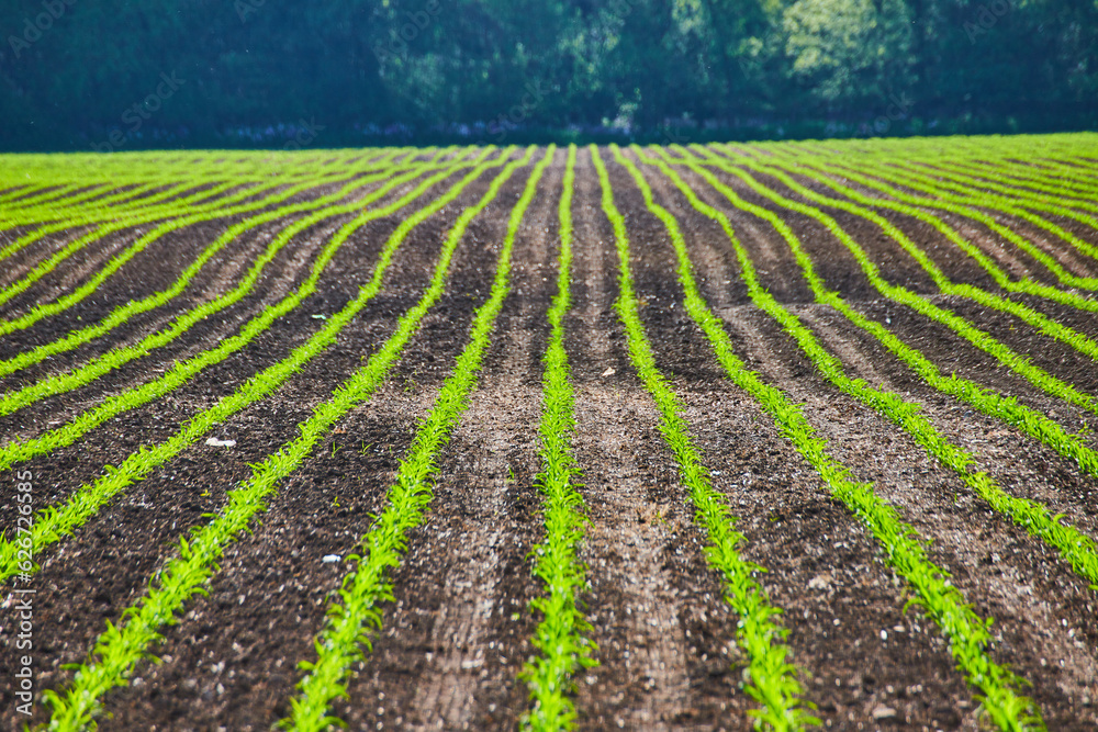 Dirt field with young bright green plants growing Dirt field with young bright green plants growing