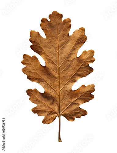 Dry autumn oak leaf isolated on transparent background