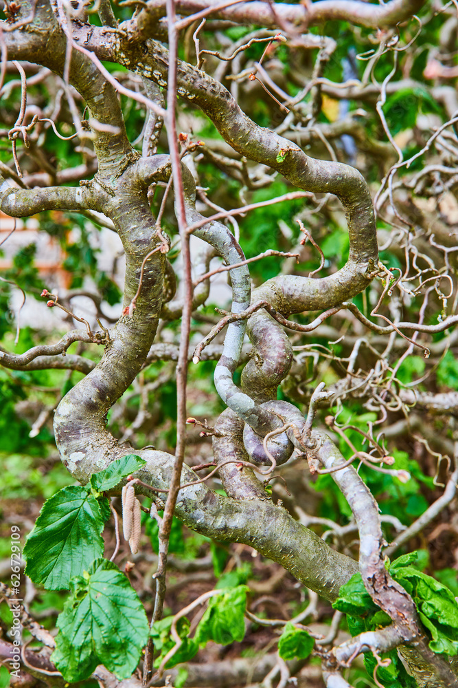Naklejka premium Vertical wall of thickly twisted an gnarly vines with green leaves background stock photo