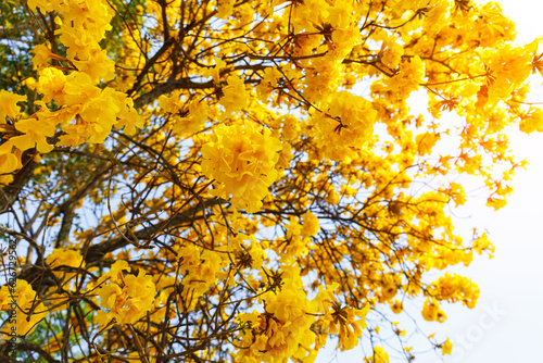 Yellow Trumpet flower blooming on the tree Path through a beautiful road, Handroanthus chrysanthus