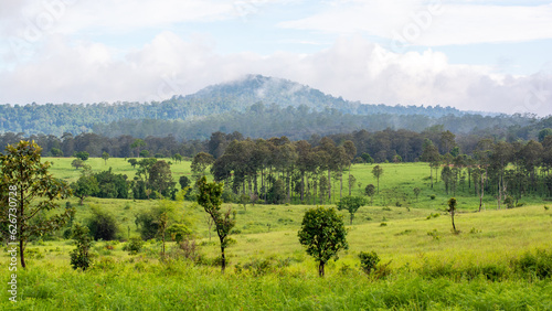 Green meadow, trees and mountain.