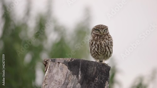 Low static shot of an owl standing on the top of a stump looking around using its superior hearing photo