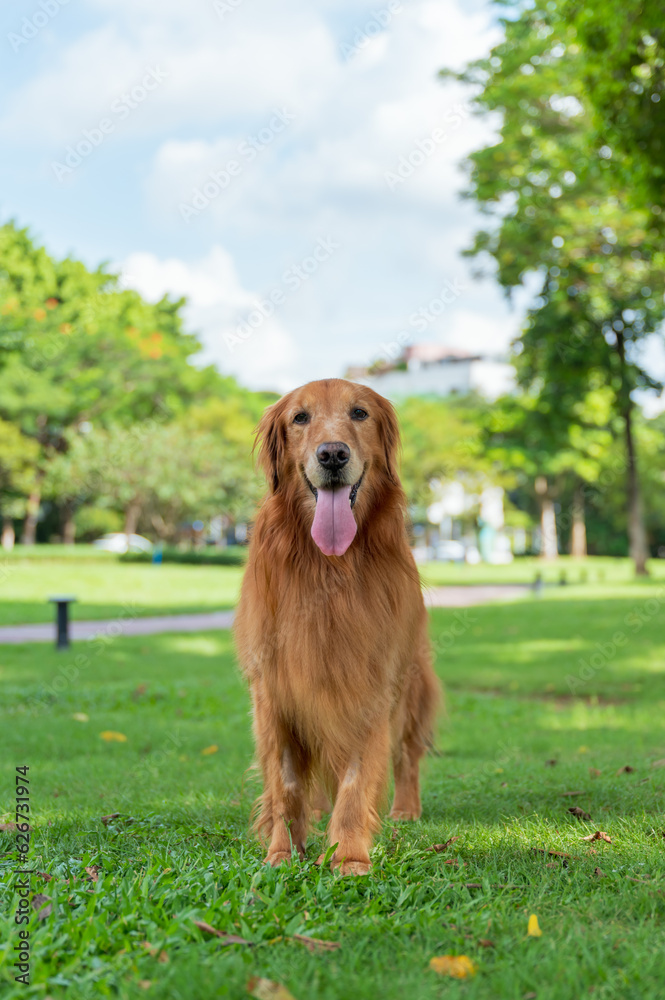 Golden Retriever walks on grass in park