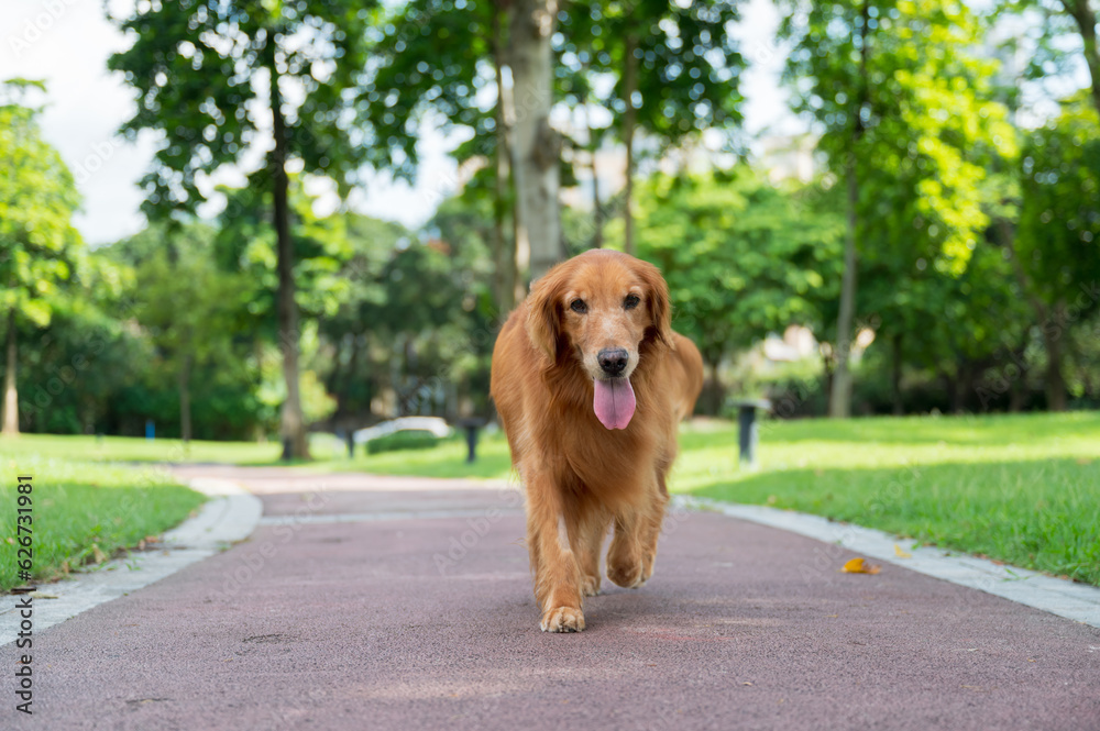 Golden Retriever walking in the park
