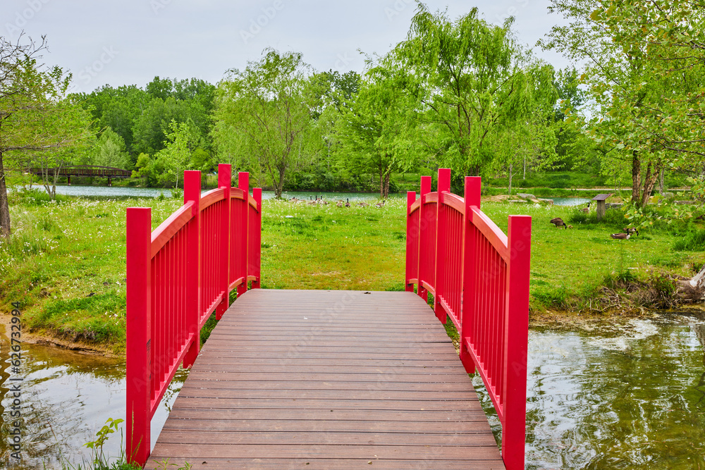 Arching red walking bridge with tiny stream and small island with grazing flock of Canadian geese Arching red walking bridge with tiny stream and small island with grazing flock of Canadian geese