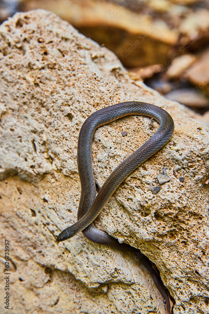 Cute young Rough Earth Snake coming out of rock crevice home on textured boulder