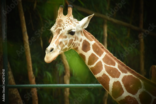 Photography portrait of a giraffe face in zoo