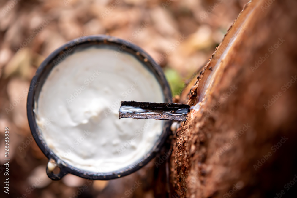 Fototapeta premium Close up the rubber tree's latex streams down elegantly, collected in a cup designed to capture every drop.