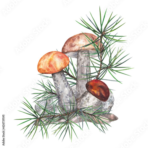 Autumn composition forest boletus mushrooms with spruce twigs. Watercolor illustration isolated on transparent background
