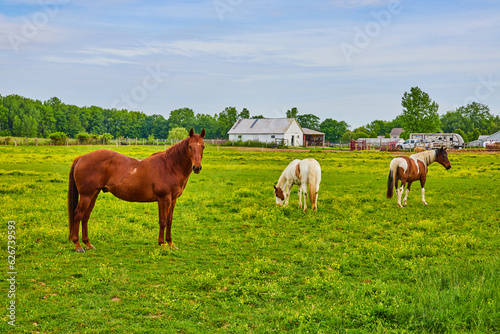 Fototapeta Naklejka Na Ścianę i Meble -  Paint horses and chestnut horse standing in green field near farmhouses and trailer