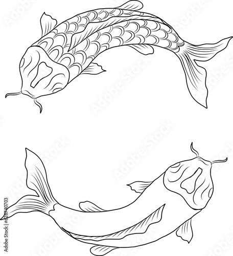 koi carp vector isolate for tattoo.Japanese carp drawing.Hand drawn line art of Koi carp. Vector isolated. Idea for tattoo and coloring books.