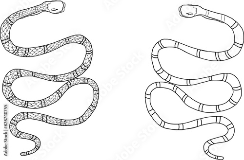 snake tattoo style vector illustration.Lampropeltis triangulum vector.Sticker and hand drawn snake for tattoo.snake Reptile illustration.