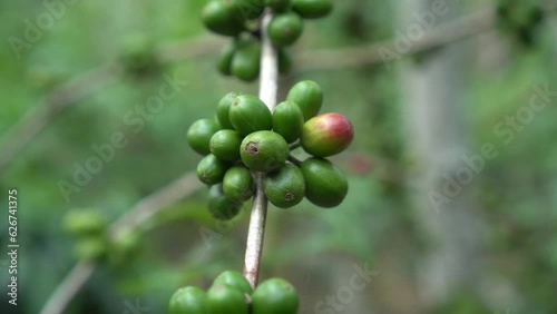CS - Coffee tree with green cherry beans in the farm