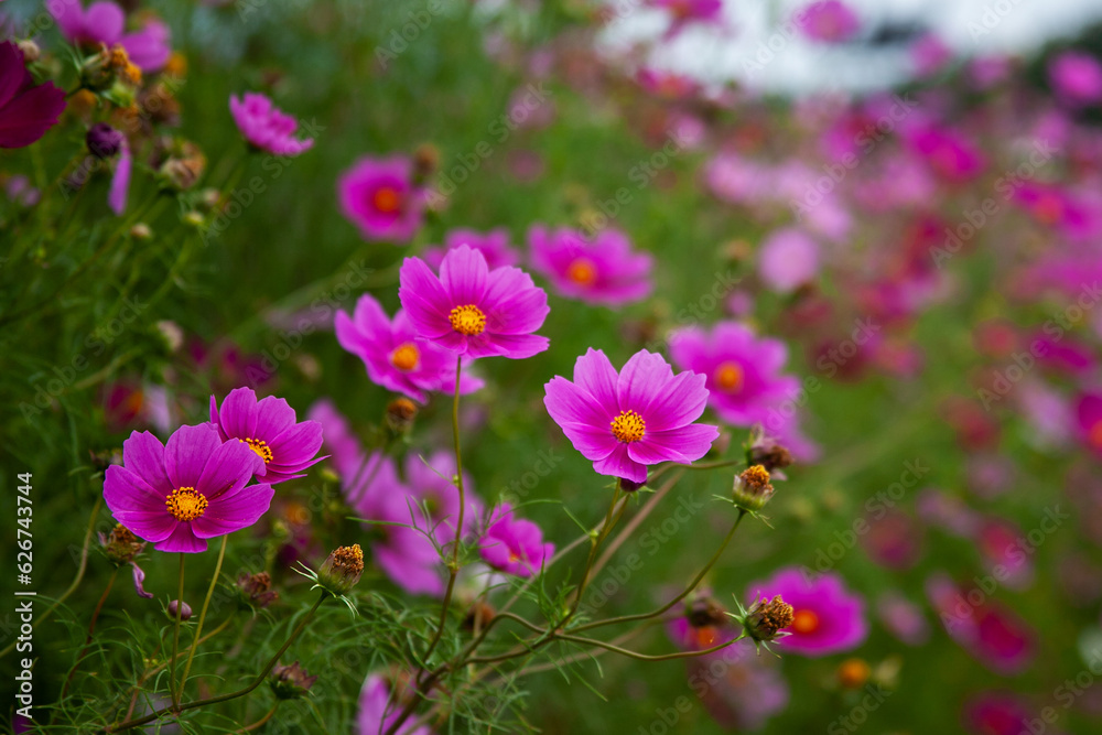 黒姫高原　コスモス（長野県）｜黒姫山の麓に咲く色鮮やかなコスモスは日本一と言われています
