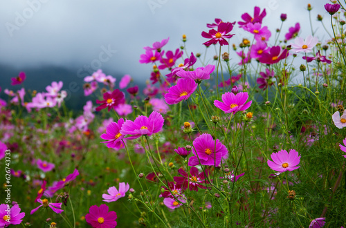 黒姫高原　コスモス（長野県）｜黒姫山の麓に咲く色鮮やかなコスモスは日本一と言われています  © 昇 青山