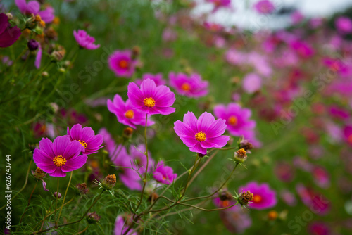 黒姫高原 コスモス（長野県）｜黒姫山の麓に咲く色鮮やかなコスモスは日本一と言われています 