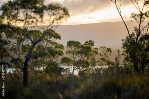Fotografie beautiful gum Trees and shrubs in the Australian bush forest